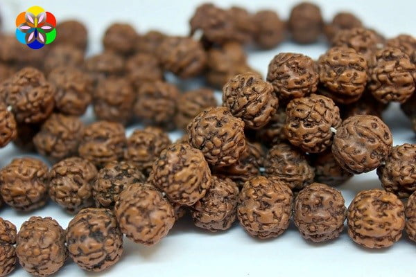 Rudrashka Tohum (Mala yapımı için) 12mm/adet - Görsel 2