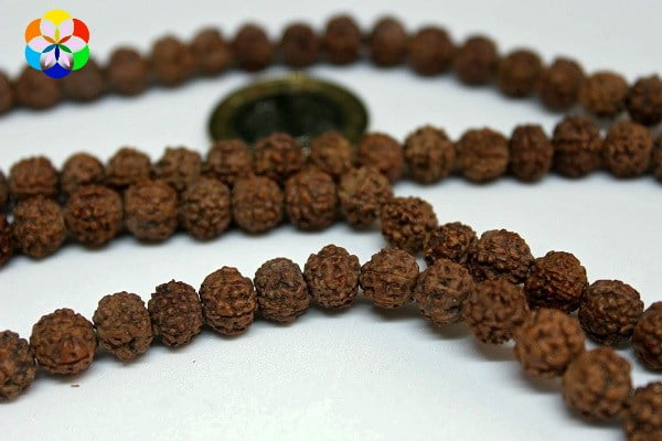 Rudrashka Tohum (Mala yapımı için) 12mm/adet